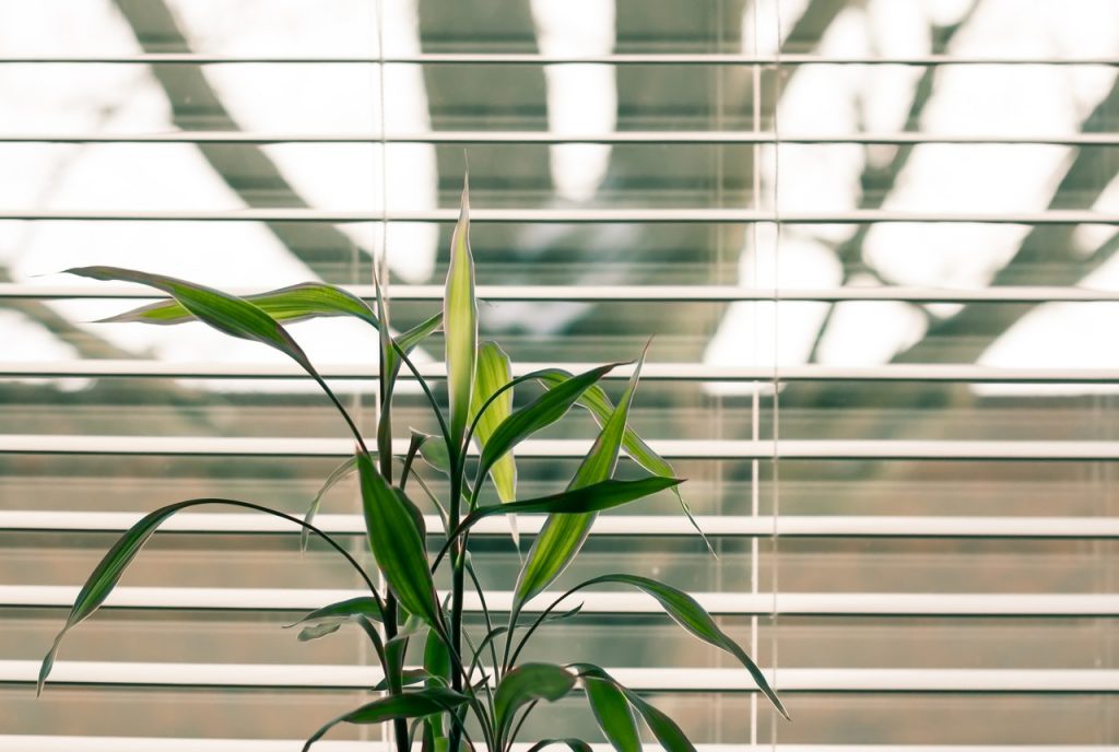 Plant in front of an open venetian blind.